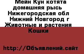 Мейн Кун котята(домашняя рысь) - Нижегородская обл., Нижний Новгород г. Животные и растения » Кошки   